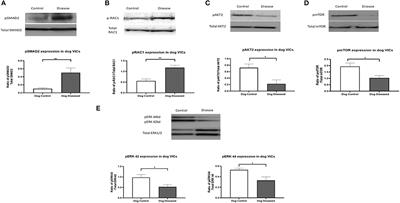 TGF-β phospho antibody array identifies altered SMAD2, PI3K/AKT/SMAD, and RAC signaling contribute to the pathogenesis of myxomatous mitral valve disease